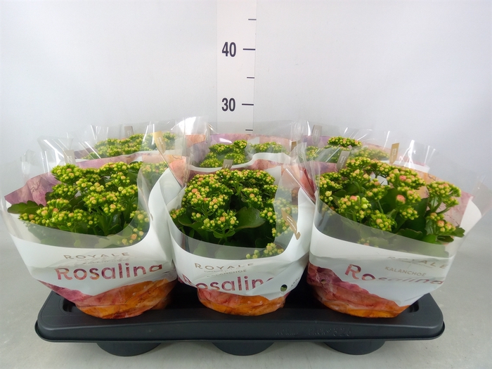 <h4>Kalanchoe blos. 'RosDon Alano'</h4>