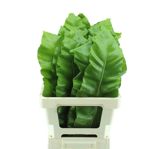 Banana Fern