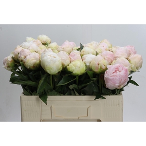 Paeonia Mothers Choice