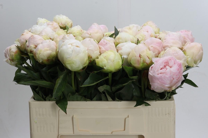 Paeonia Mothers Choice