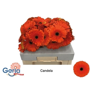 Gerbera Candela