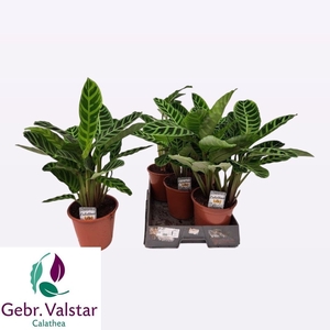 CALAT ZEBRINA