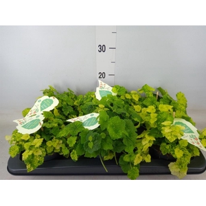 Tolmiea menziesii   ...variegated