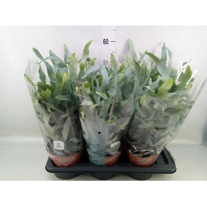 Phlebodium aureum 'Blue Star'