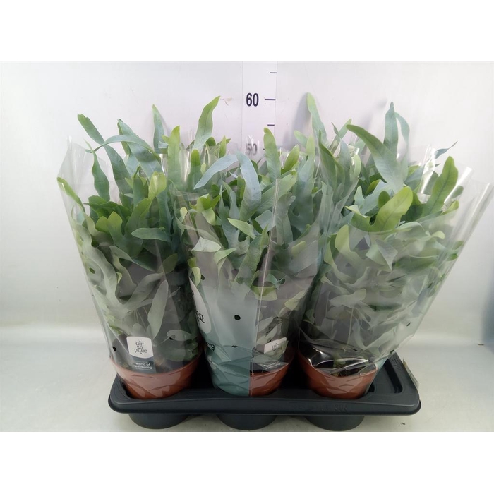 <h4>Phlebodium aureum 'Blue Star'</h4>