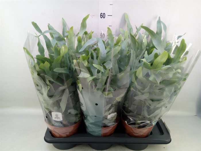 Phlebodium aureum 'Blue Star'