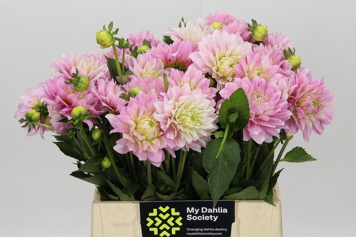 Dahlia Pink Delight