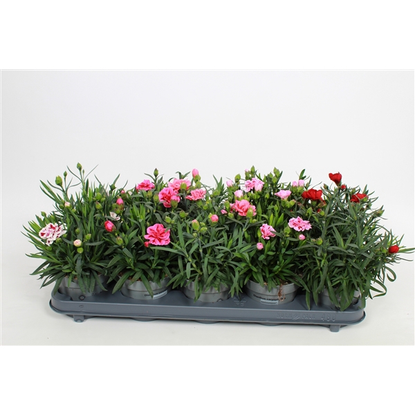 <h4>Dianthus Gemengde Tray p12 (oud)</h4>