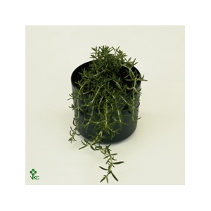 Chrysanten stektray Roze