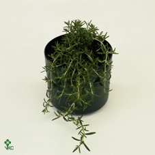 <h4>Chrysanten stektray Geel</h4>