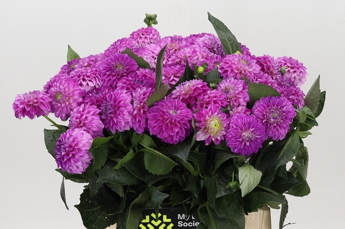 <h4>Dahlia Genova</h4>