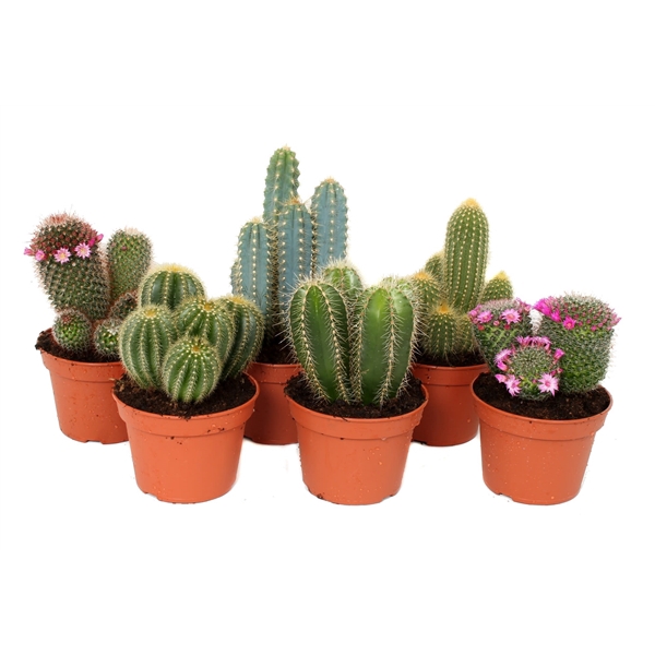Cactus 15 cm mix