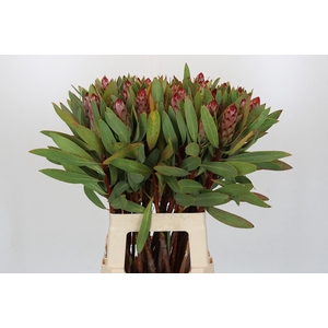 Protea Robijn