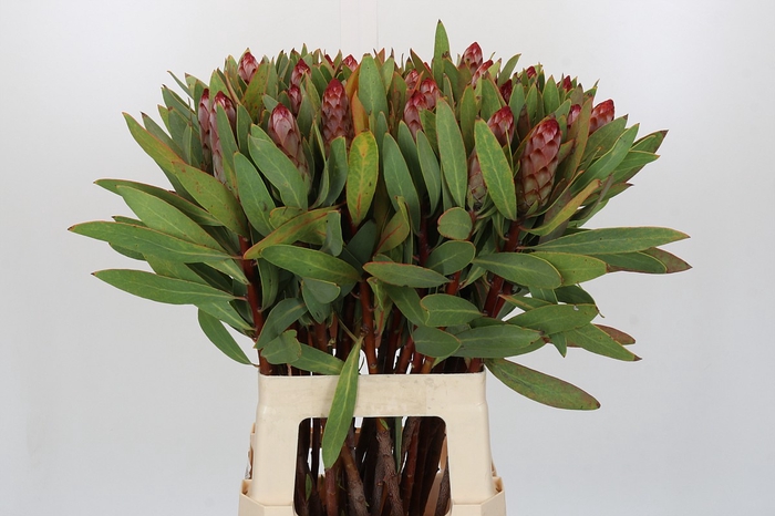 Protea Robijn
