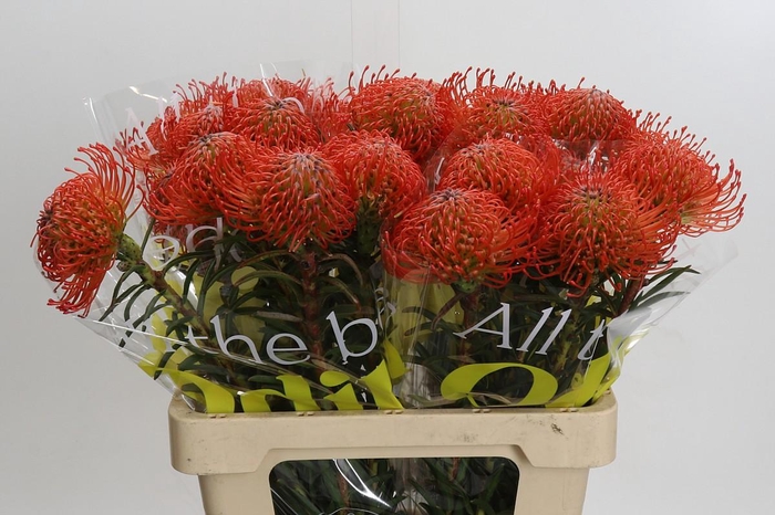 <h4>Nutans Succession</h4>