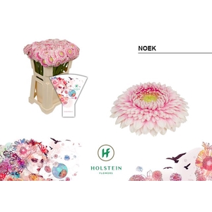 Germini Pomponi Noek Water x40