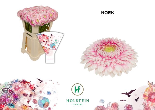 <h4>Germini Pomponi Noek Water x40</h4>