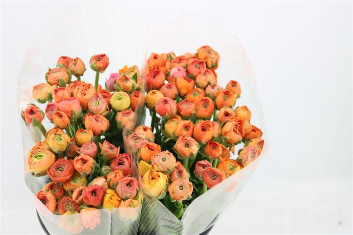 <h4>Ran Amandine Salmon</h4>