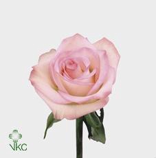 <h4>R GR CEZANNE</h4>