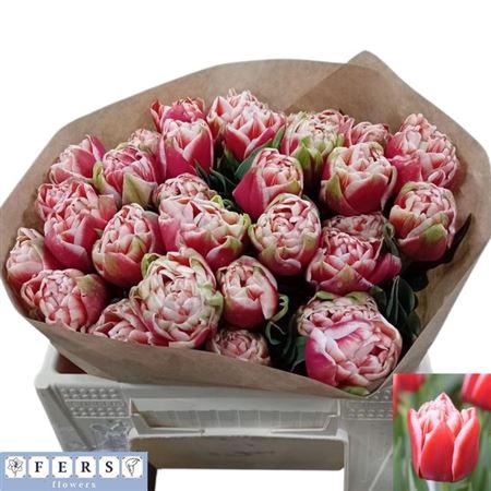 <h4>Tu Du Everton</h4>