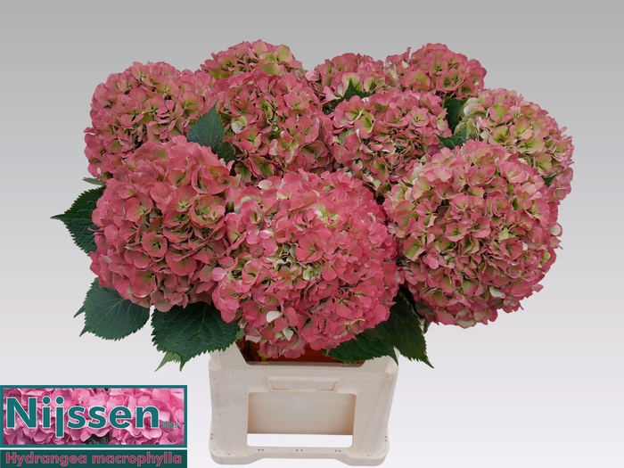 <h4>HYDR M ELBTAL CL</h4>