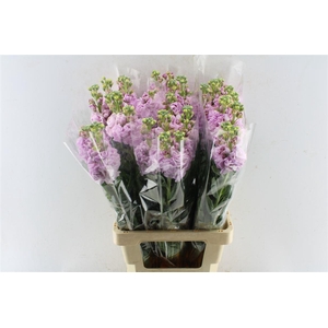 Matth Iron Light Pink