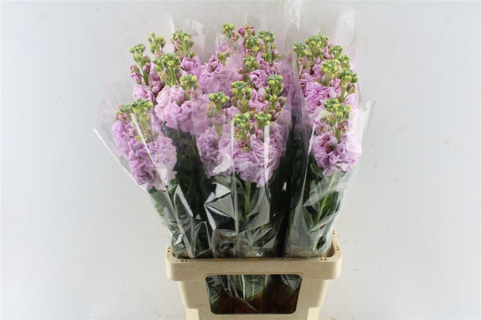 <h4>Matth Iron Light Pink</h4>