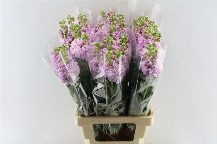 <h4>Matth Iron Light Pink</h4>