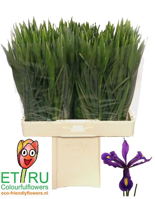 <h4>IRIS HONG KONG</h4>