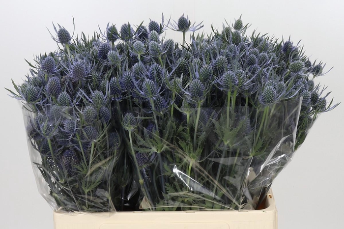 <h4>Eryngium Blue Dynamite</h4>