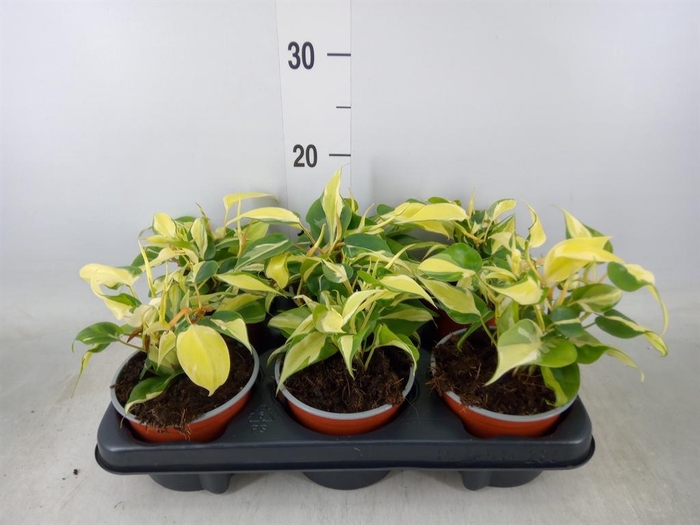 <h4>Philodendron scand.</h4>