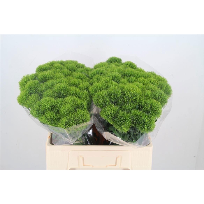 <h4>Di Barb Green Wicky</h4>