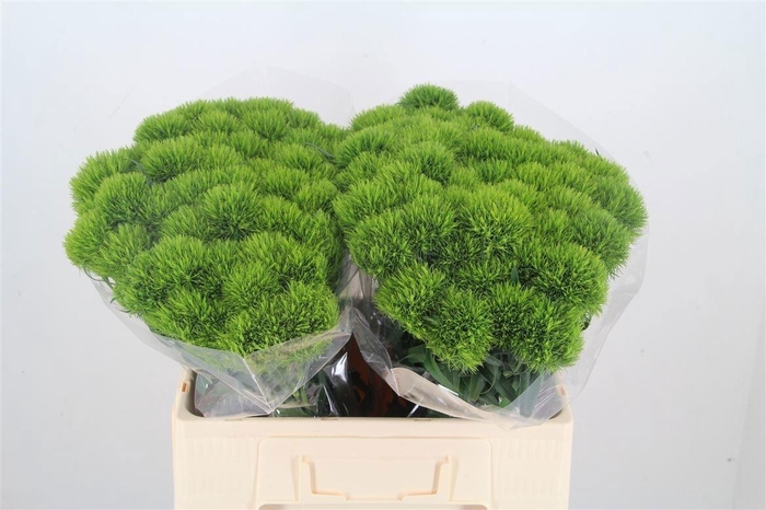 <h4>Di Barb Green Wicky</h4>