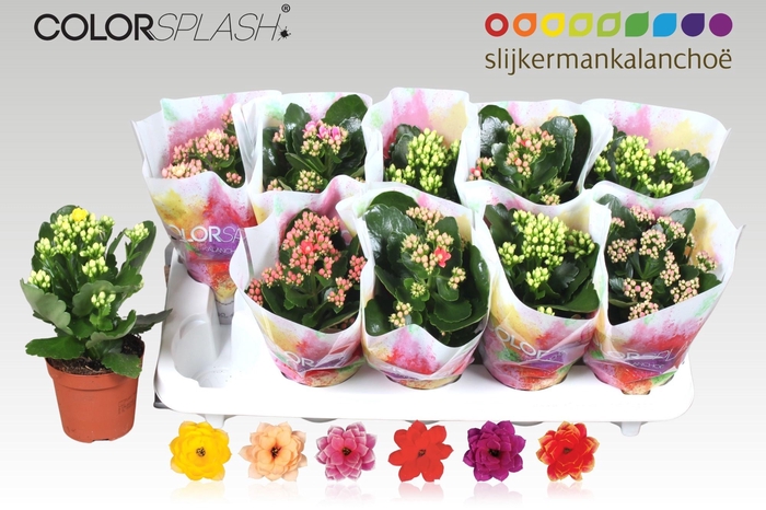 <h4>KAL GE GEM 6 KL</h4>