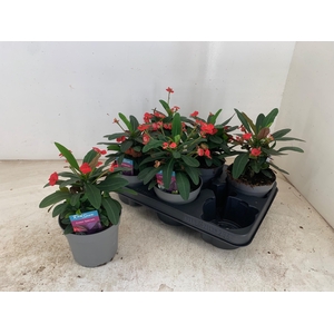 EUPHOR MI MAXI OLYMP