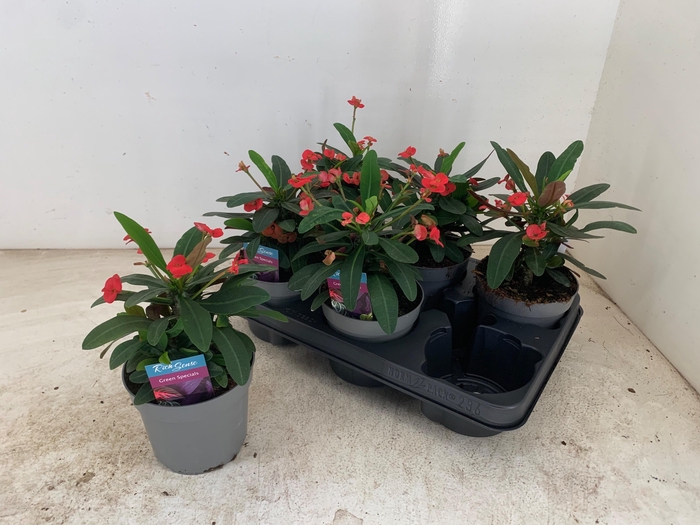 <h4>EUPHOR MI MAXI OLYMP</h4>