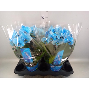 Phalaenopsis   ...