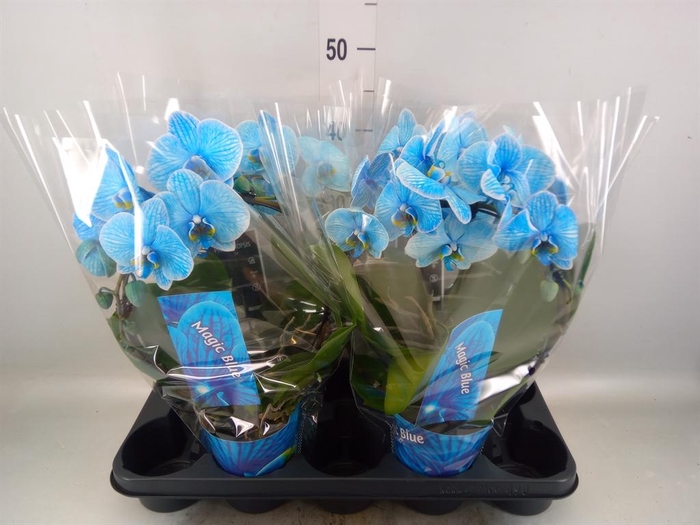 <h4>Phalaenopsis ...</h4>