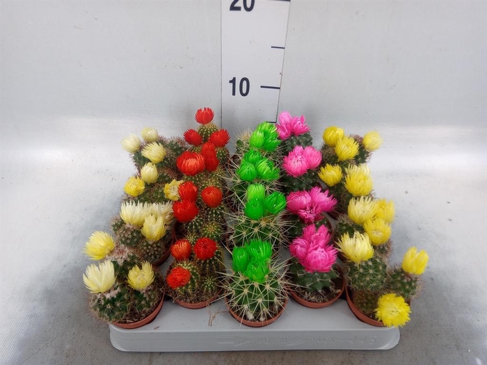 <h4>Cactus   ...decorated</h4>