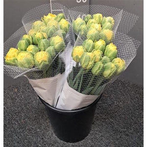 Tu Double Golden Jewel Giallo