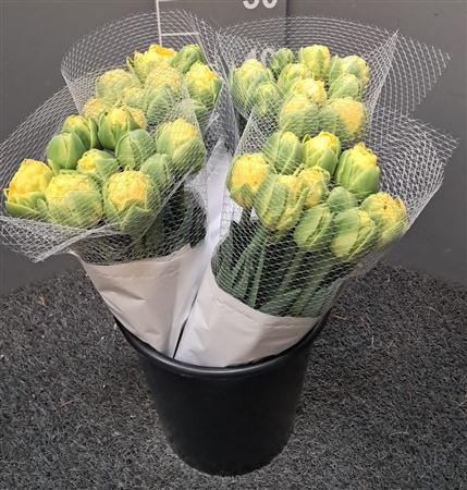 <h4>Tu Double Golden Jewel Giallo</h4>