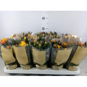 Rosa  'Sunstar Kordana Grande'