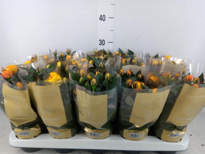 <h4>Rosa  'Sunstar Kordana Grande'</h4>