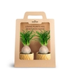 2-Pack Leaf Tangerine, Beauca P7
