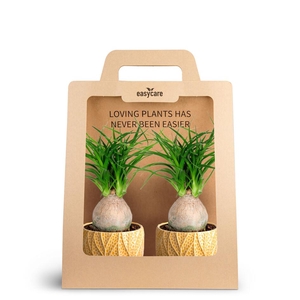 2-Pack Leaf Tangerine, Beauca P7