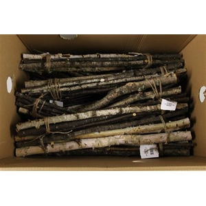 Birch Stem 57cm (5 Pc)