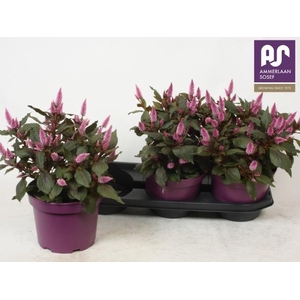 CEL WILD PINK