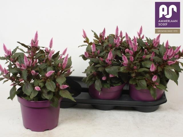 <h4>CEL WILD PINK</h4>