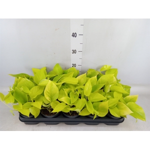 Epipremnum pinn. 'Golden Pothos'