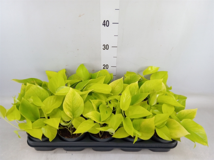 <h4>Epipremnum pinn. 'Golden Pothos'</h4>